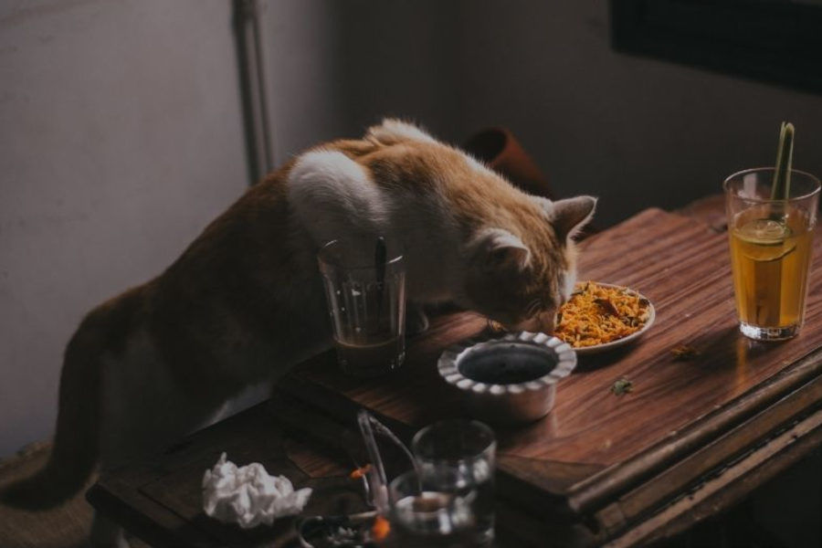 Εικόνα για την κατηγορία Διατροφή γάτας