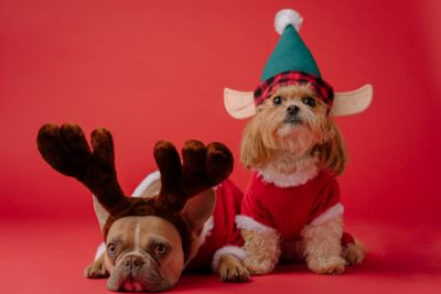 Πώς να περάσετε ασφαλή τα Χριστούγεννα παρέα με το σκύλο σας.
